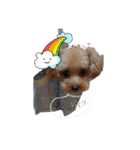 ゆず♡てぃー(トイプードル)犬スタンプ（個別スタンプ：15）