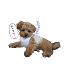 ゆず♡てぃー(トイプードル)犬スタンプ（個別スタンプ：18）