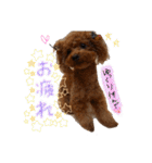 ゆず♡てぃー(トイプードル)犬スタンプ（個別スタンプ：24）