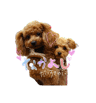 ゆず♡てぃー(トイプードル)犬スタンプ（個別スタンプ：25）
