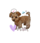 ゆず♡てぃー(トイプードル)犬スタンプ（個別スタンプ：29）