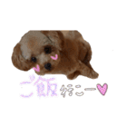 ゆず♡てぃー(トイプードル)犬スタンプ（個別スタンプ：31）