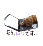 ゆず♡てぃー(トイプードル)犬スタンプ（個別スタンプ：33）