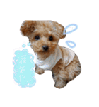 ゆず♡てぃー(トイプードル)犬スタンプ（個別スタンプ：36）