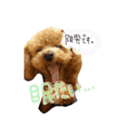 ゆず♡てぃー(トイプードル)犬スタンプ（個別スタンプ：40）