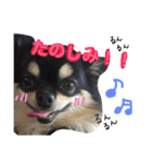 azukichan 2（個別スタンプ：1）