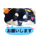 azukichan 2（個別スタンプ：3）