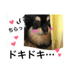 azukichan 2（個別スタンプ：4）