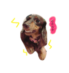 ミニチュアcoco（個別スタンプ：2）