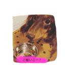 ミニチュアcoco（個別スタンプ：14）