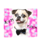 Mr. Cherio（個別スタンプ：1）