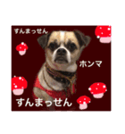 Mr. Cherio（個別スタンプ：5）