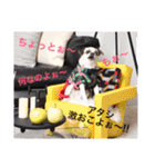 Mr. Cherio（個別スタンプ：16）