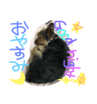 黒いヨーキーりゅう（個別スタンプ：7）