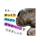 西田家の猫たちbyAOI（個別スタンプ：15）