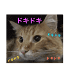西田家の猫たちbyAOI（個別スタンプ：21）
