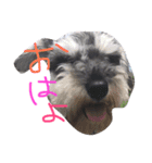 バディ！（個別スタンプ：1）