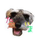 バディ！（個別スタンプ：6）