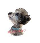 toypoodle toto smile 2（個別スタンプ：1）