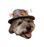 toypoodle toto smile 2（個別スタンプ：2）