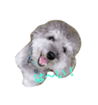 toypoodle toto smile 2（個別スタンプ：3）