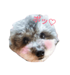 toypoodle toto smile 2（個別スタンプ：4）