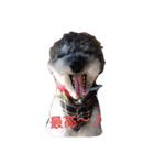 toypoodle toto smile 2（個別スタンプ：5）