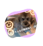 toypoodle toto smile 2（個別スタンプ：6）