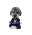 toypoodle toto smile 2（個別スタンプ：7）