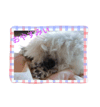 toypoodle toto smile 2（個別スタンプ：8）