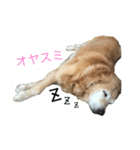 momo1223（個別スタンプ：8）