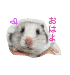 日本猫とハムスターと子供（個別スタンプ：1）