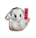 日本猫とハムスターと子供（個別スタンプ：2）