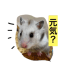 日本猫とハムスターと子供（個別スタンプ：3）