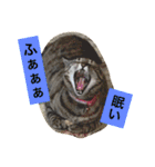 日本猫とハムスターと子供（個別スタンプ：4）