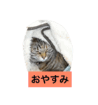 日本猫とハムスターと子供（個別スタンプ：5）