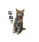 日本猫とハムスターと子供（個別スタンプ：7）