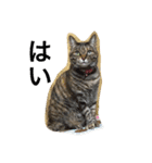 日本猫とハムスターと子供（個別スタンプ：8）