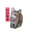 日本猫とハムスターと子供（個別スタンプ：10）