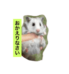 日本猫とハムスターと子供（個別スタンプ：11）