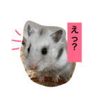 日本猫とハムスターと子供（個別スタンプ：12）