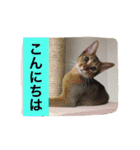 日本猫とハムスターと子供（個別スタンプ：13）