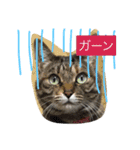 日本猫とハムスターと子供（個別スタンプ：15）