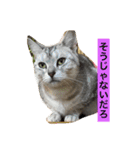 日本猫とハムスターと子供（個別スタンプ：16）