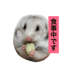 日本猫とハムスターと子供（個別スタンプ：17）