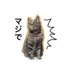 日本猫とハムスターと子供（個別スタンプ：18）