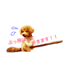 トイプードルのCOCO（個別スタンプ：1）