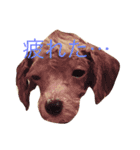 トイプードルのCOCO（個別スタンプ：7）