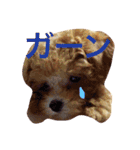 トイプードルのCOCO（個別スタンプ：9）