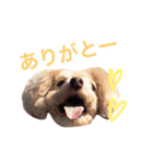 トイプードルのCOCO（個別スタンプ：12）